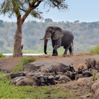 Queen Elizabeth National Park